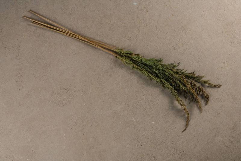 Exotic terrace in Miami, Florida - Large format Atlas beige natural stone slabs in brushed finish