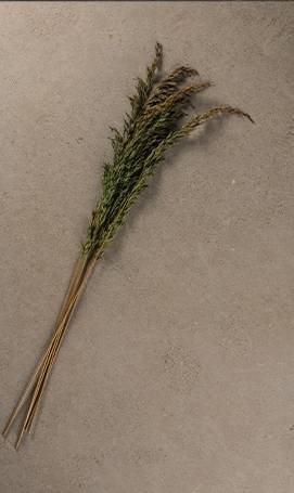 Zola Beige Beauregard